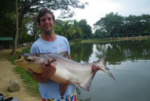 mekong giant catfish chiang mai thailand